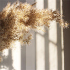 Harrow Dried Pampas Grass Bouquet 60 cm Natural Brown-Beige Preserved Flowers Set of 5 10 or 20