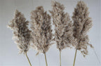 Harrow Dried Pampas Grass Bouquet 60 cm Natural Brown-Beige Preserved Flowers Set of 5 10 or 20