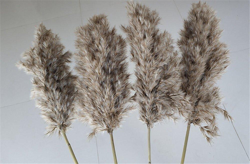 Harrow Dried Pampas Grass Bouquet 60 cm Natural Brown-Beige Preserved Flowers Set of 5 10 or 20