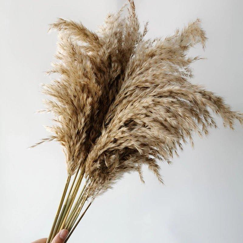 Harrow Dried Pampas Grass Bouquet 60 cm Natural Brown-Beige Preserved Flowers Set of 5 10 or 20