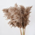 Harrow Dried Pampas Grass Bouquet 60 cm Natural Brown-Beige Preserved Flowers Set of 5 10 or 20