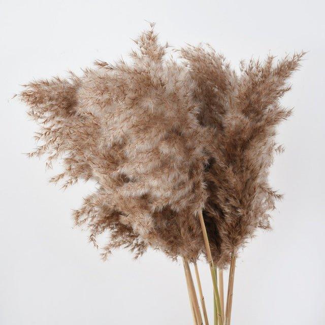 Harrow Dried Pampas Grass Bouquet 60 cm Natural Brown-Beige Preserved Flowers Set of 5 10 or 20