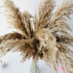 Harrow Dried Pampas Grass Bouquet 60 cm Natural Brown-Beige Preserved Flowers Set of 5 10 or 20