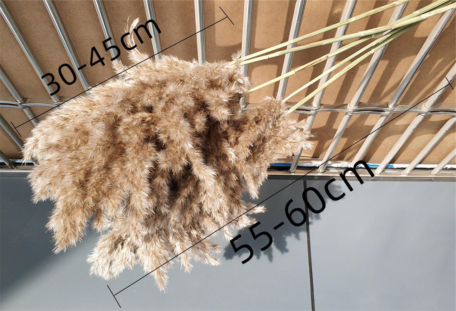 Harrow Dried Pampas Grass Bouquet 60 cm Natural Brown-Beige Preserved Flowers Set of 5 10 or 20