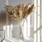 Harrow Dried Pampas Grass Bouquet 60 cm Natural Brown-Beige Preserved Flowers Set of 5 10 or 20