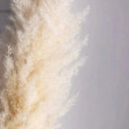 Harrow Pampas Grass Bouquet 80 cm Real Dried Natural White Beige Gray 5 or 10 Pieces