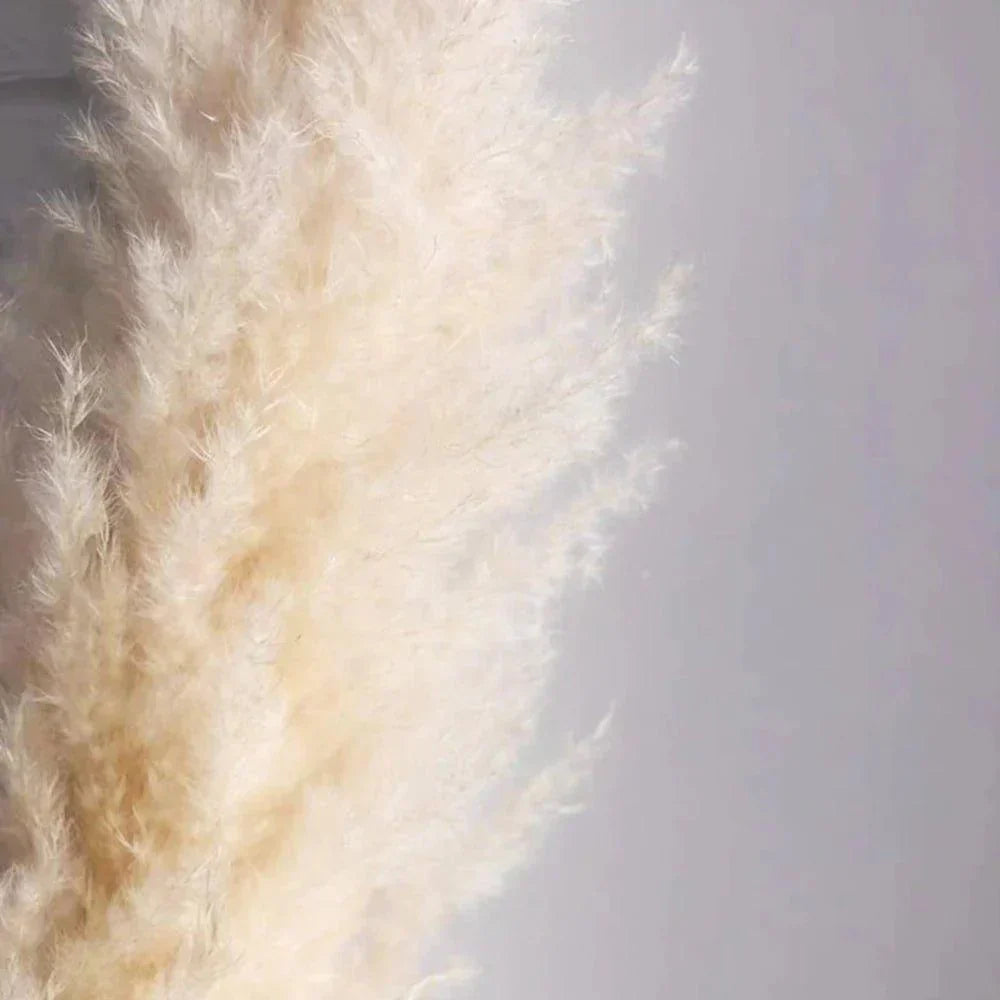 Harrow Pampas Grass Bouquet 80 cm Real Dried Natural White Beige Gray 5 or 10 Pieces