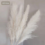 Harrow Pampas Grass Bouquet 80 cm Real Dried Natural White Beige Gray 5 or 10 Pieces