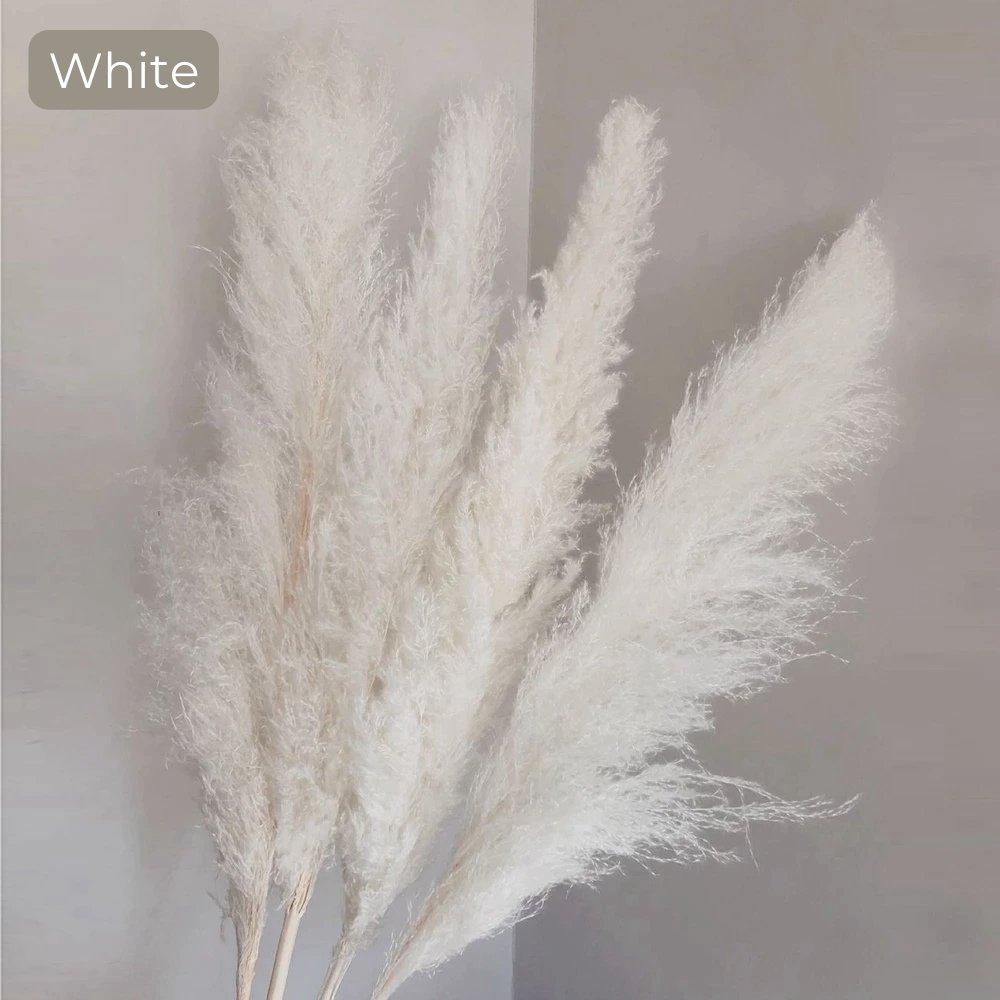 Harrow Pampas Grass Bouquet 80 cm Real Dried Natural White Beige Gray 5 or 10 Pieces
