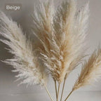 Harrow Pampas Grass Bouquet 80 cm Real Dried Natural White Beige Gray 5 or 10 Pieces