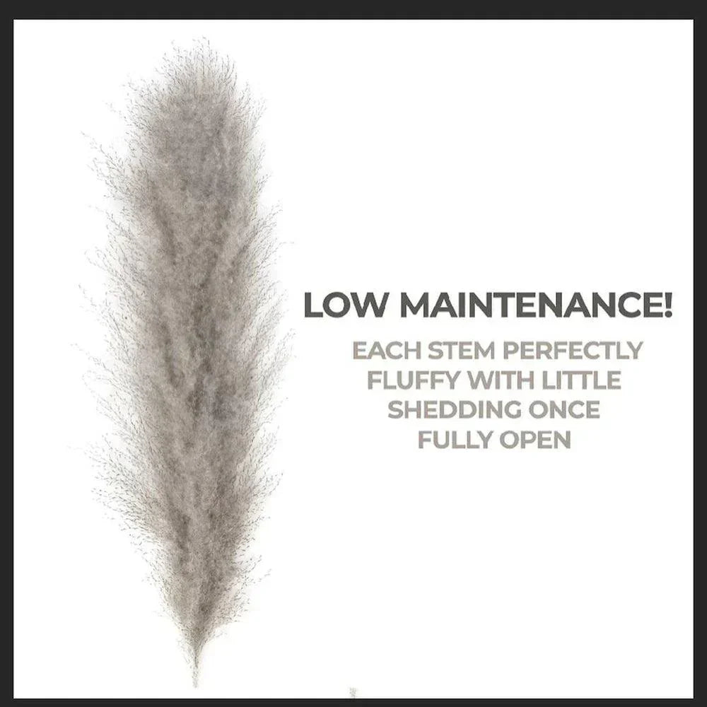 Harrow Pampas Grass Bouquet 80 cm Real Dried Natural White Beige Gray 5 or 10 Pieces