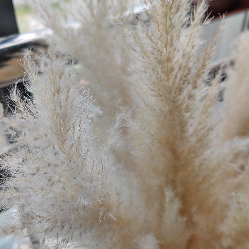Harrow Pampas Grass Bouquet 80 cm Real Dried Natural White Beige Gray 5 or 10 Pieces