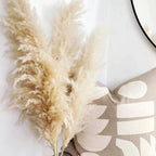 Harrow Pampas Grass Bouquet 80 cm Real Dried Natural White Beige Gray 5 or 10 Pieces