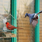 Clear Window Bird Feeder with Secure Suction Cups Weatherproof Transparent Birdhouse