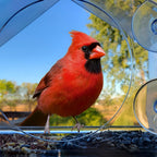 Clear Window Bird Feeder with Secure Suction Cups Weatherproof Transparent Birdhouse