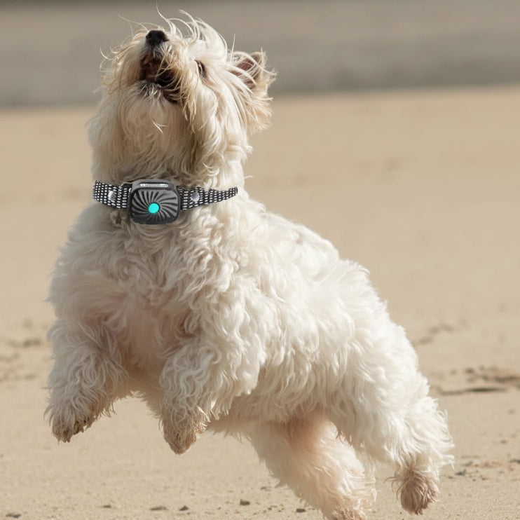 BarkCalm Mini Anti-Bark Collar for Small Dogs with Sound and Vibration, Adjustable Waterproof Training Collar