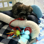 ChewRoll Interactive Rolling Ball Dog Toy Durable Non-Toxic Self-Propelled Anxiety Relief