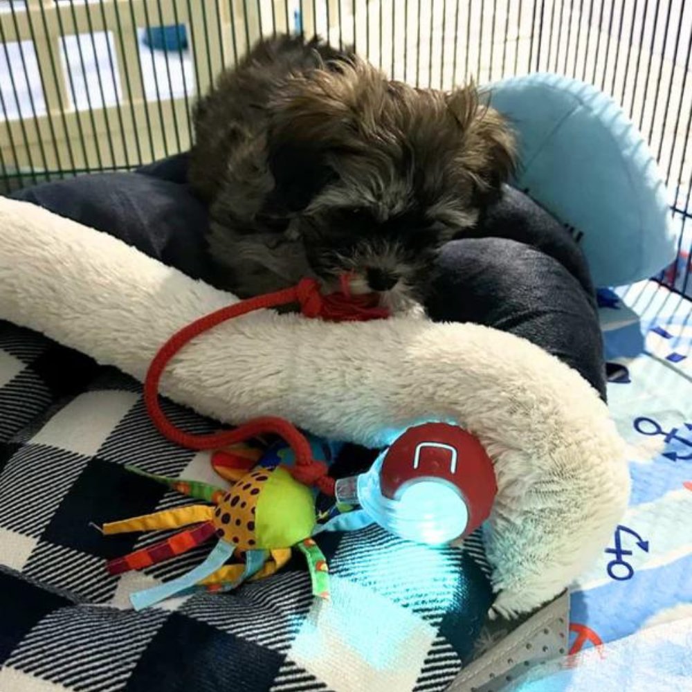 ChewRoll Interactive Rolling Ball Dog Toy Durable Non-Toxic Self-Propelled Anxiety Relief