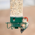 Davy Squirrel Proof Bird Feeder with Multiple Feeding Ports Clear Weather-Resistant Seed Container